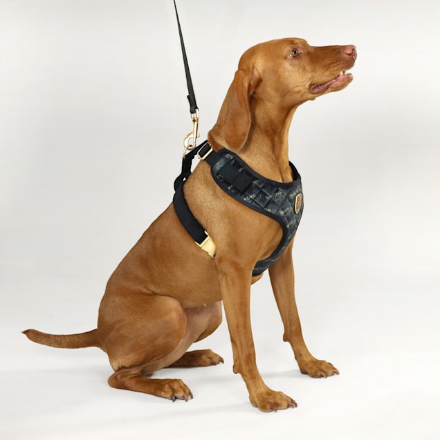 Chewy Brown Dog Harness Leash Set