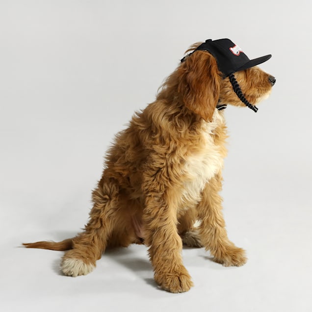 Dog in new arrivals baseball hat