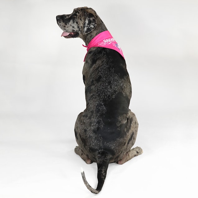 Petco dog bandanas shop