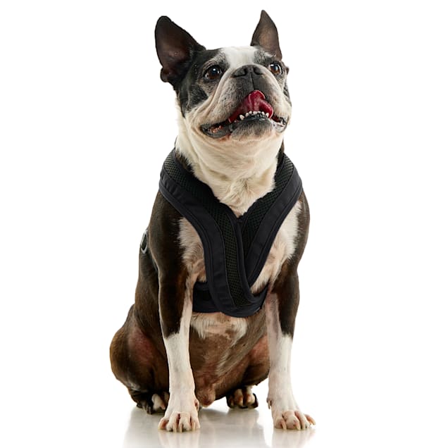Halti harness petco sales