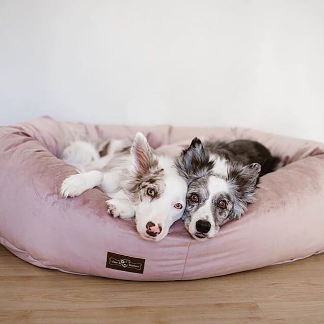 Jax and bones dog beds shop