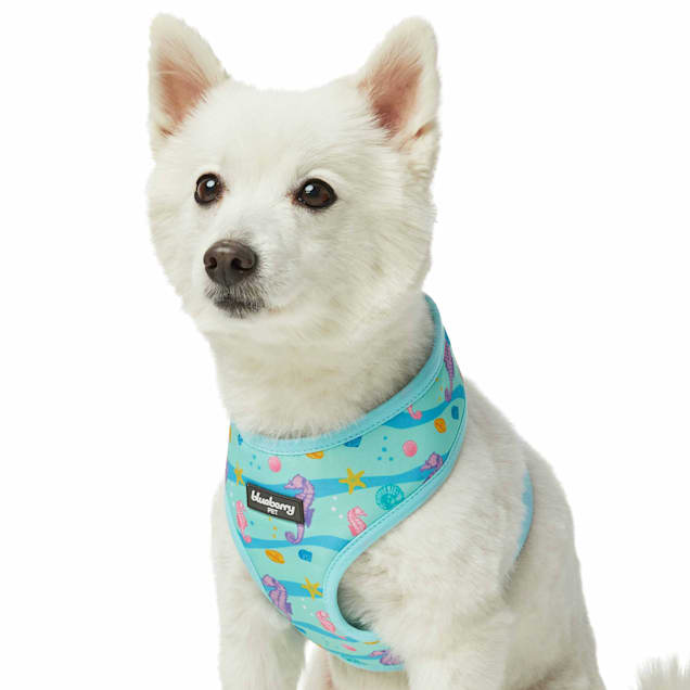 Blueberry pet dog soft clearance