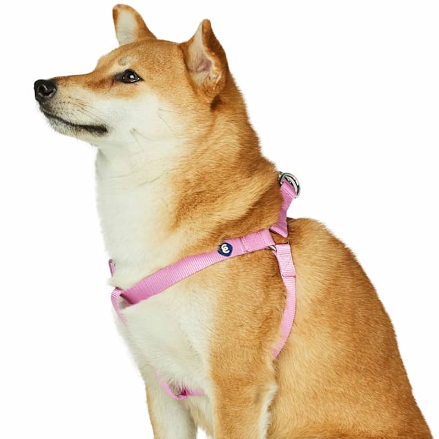 Dog harness small outlet breed