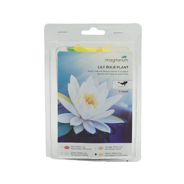 Water Lily 6pk