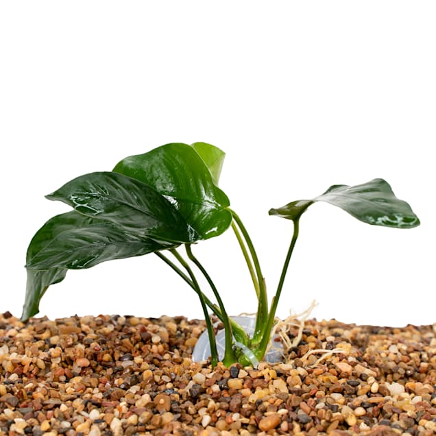 Petco water plants sale
