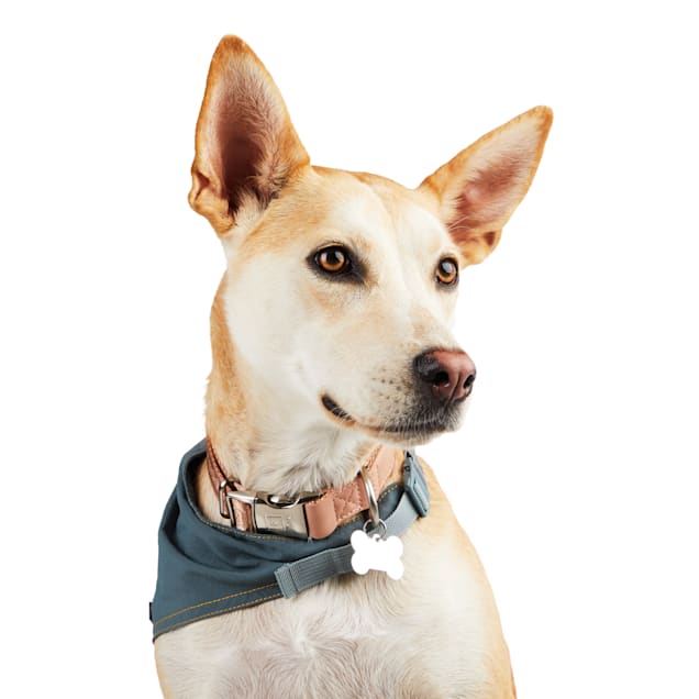Dog bandana with clip online