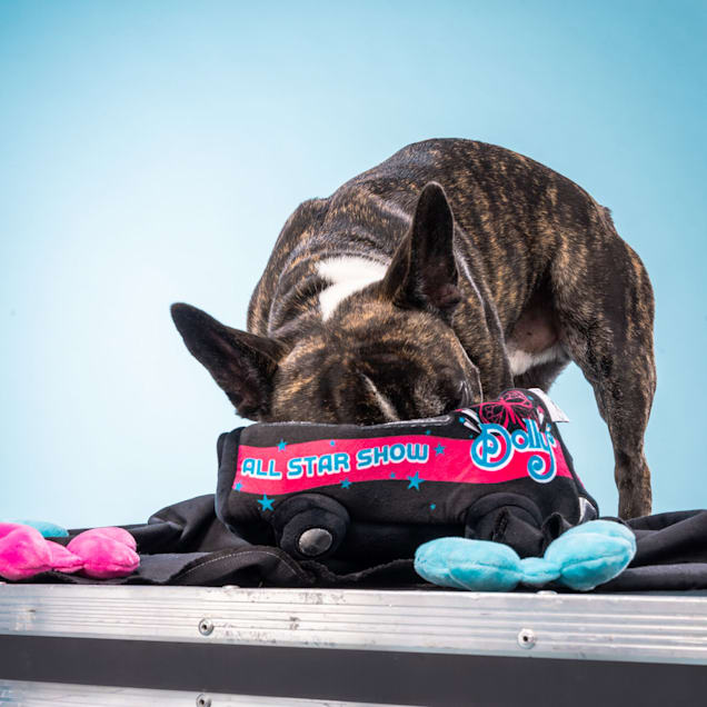 Hideaway flea collar deals