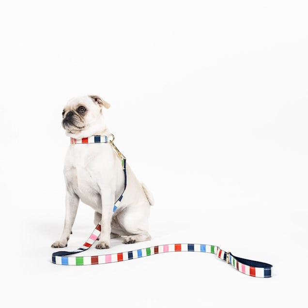  Kate Spade New York Heavy Duty Leash for Female or Male Dogs,  Cute Pet Leash with Gold Metal Hardware, Long Dog Lead for Small Medium  Large Breeds (Large, Adventure Stripe) 