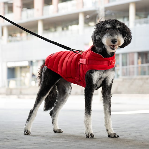 Canada pooch red parka discount