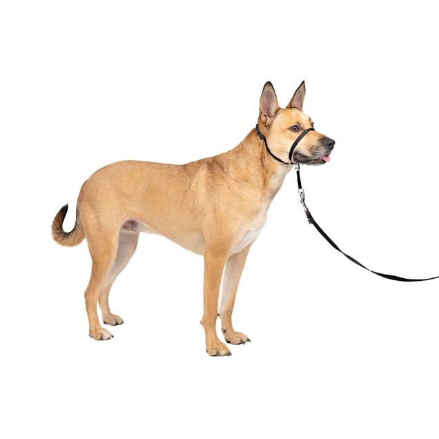Gentle leash outlet