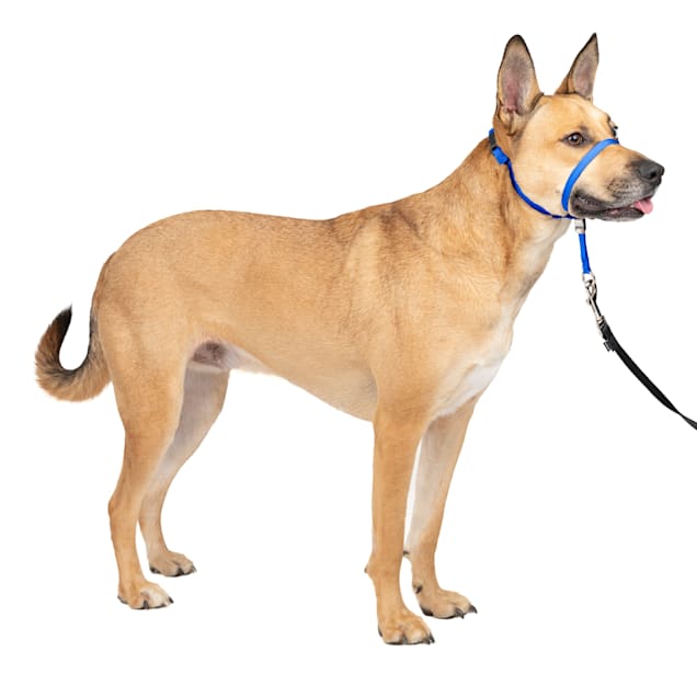 Leader pet supplies outlet