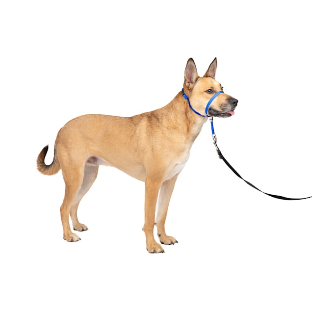 PetSafe Royal Blue Gentle Leader No-Pull Dog Headcollar, Medium