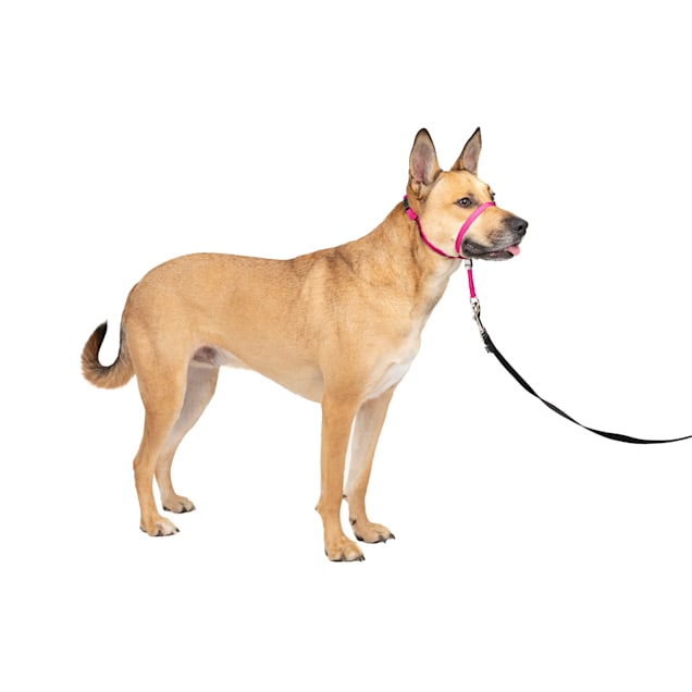 Collar gentle leader outlet