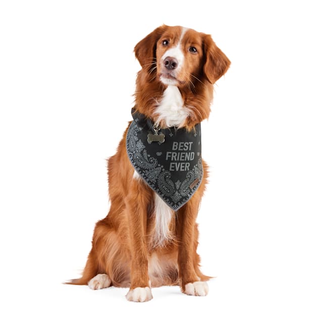 Petco top dog bandana
