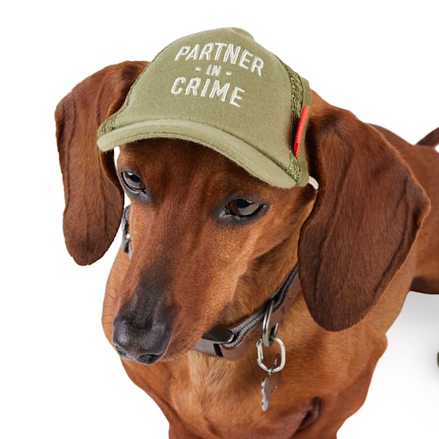 Dog outlet hats petco