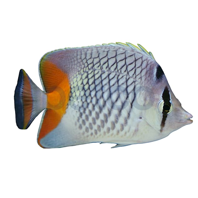 Butterfly Fish, Feed and Grow Fish Wikia