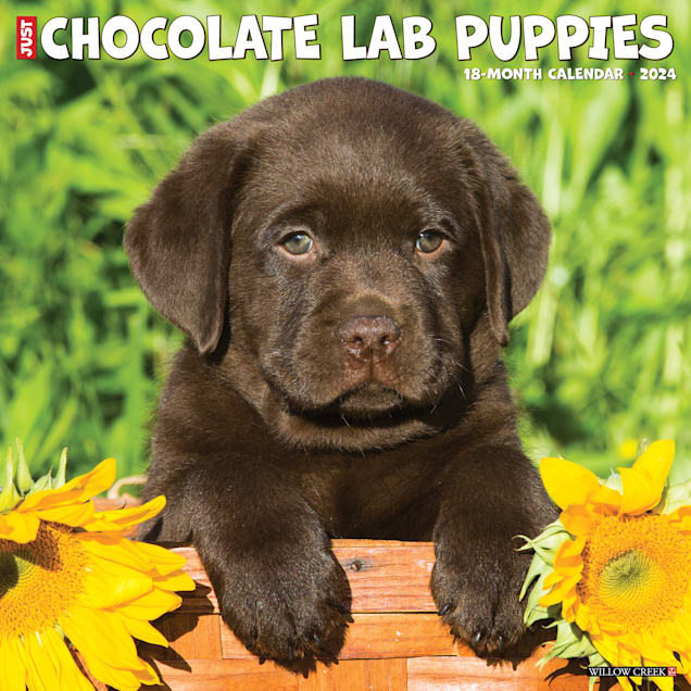 National Labrador Retriever Day 2025 Results Calendar