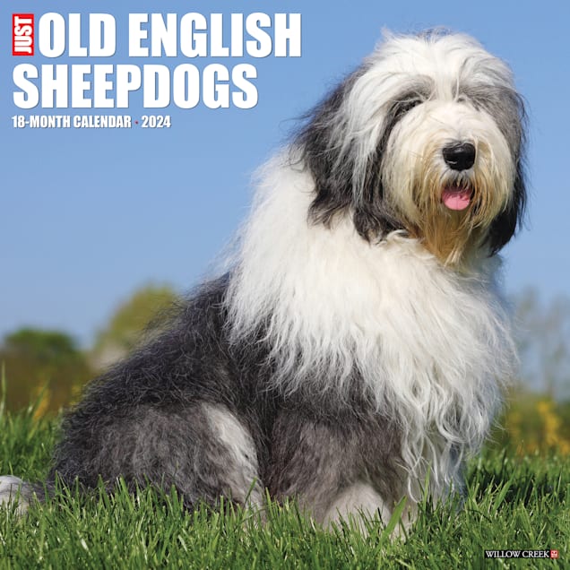 Willow Creek Press Just Old English Sheepdogs 2024 Wall Calendar, 12" L