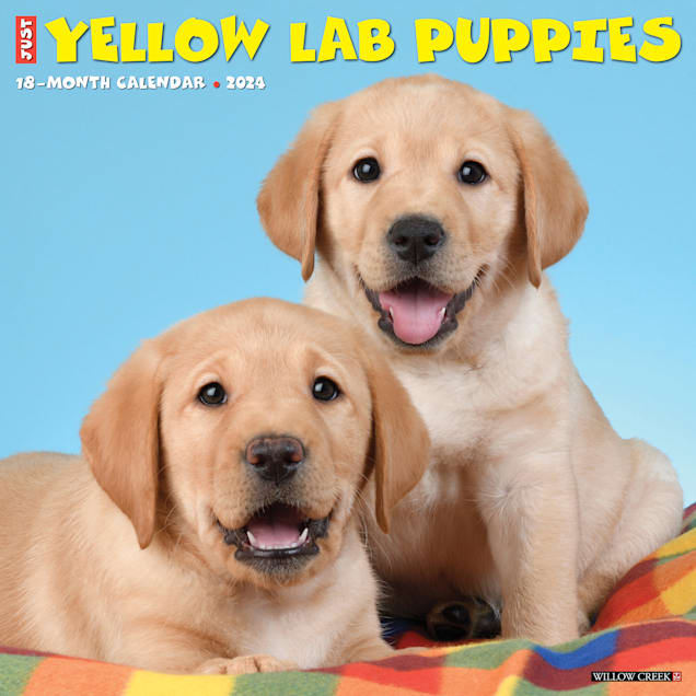Large yellow lab online