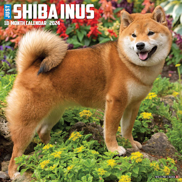 Large shiba hotsell