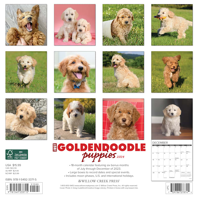 Willow Creek Press Just Goldendoodle Puppies 2024 Wall Calendar, 12" L X  12" W, Large | Petco