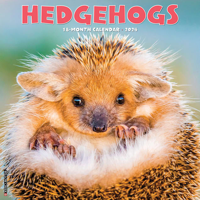 Willow Creek Press Hedgehogs 2024 Wall Calendar 12 L X 12 W Large   3861893 Center 1