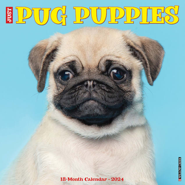 Willow Creek Press Just Pug Puppies 2024 Wall Calendar 12 L X 12 W   3862239 Center 1