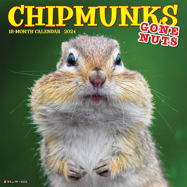 Willow Creek Press Chipmunks (Gone Nuts!) 2024 Wall Calendar, 12" L X