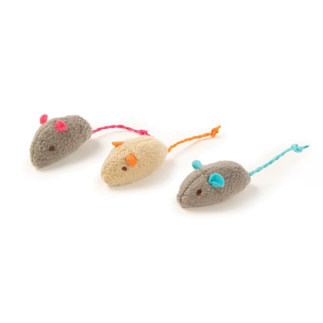 Cats 10 needs new arrivals smartykat