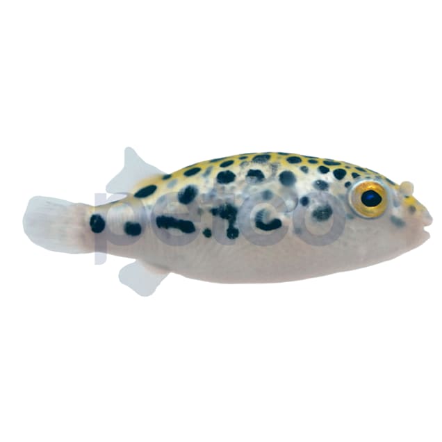 Green Spotted Puffer For Sale