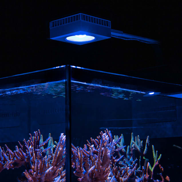 Petco aquarium light shop