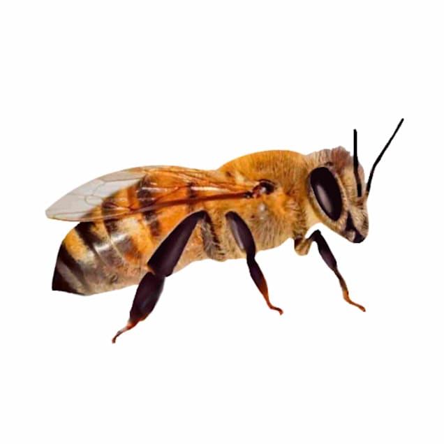 Harvest Lane Honey Premium Carniolan Queen Honey Bee - Carousel image #1
