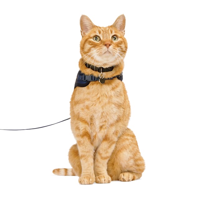Cat harness and leash petco cheap