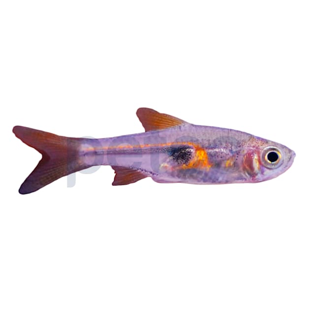 Hengeli Glowlight Rasbora For Sale