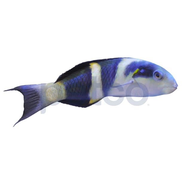 Jansen Saddle Wrasse - Small, 1.75-2.75" - Carousel image #1