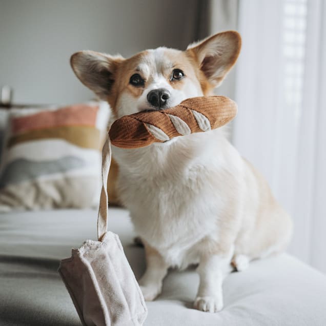 Lambwolf Mini Baguette Dog Toy Medium Petco