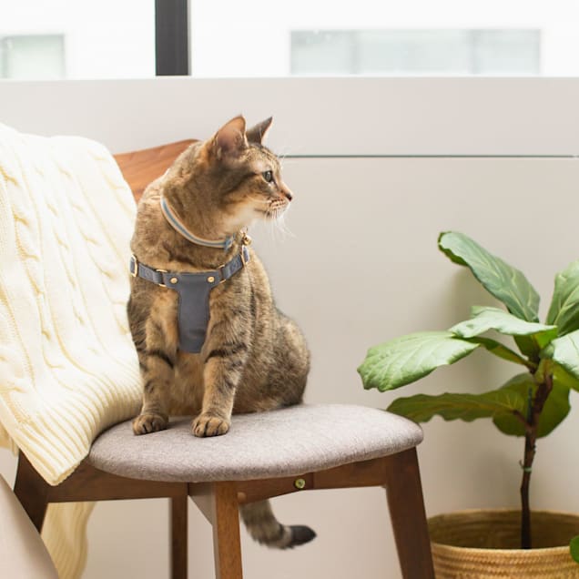 Harry barker harness cheap