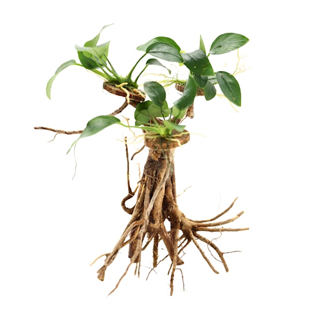 ferm living plant Ferm Living - Plant Box main image 0