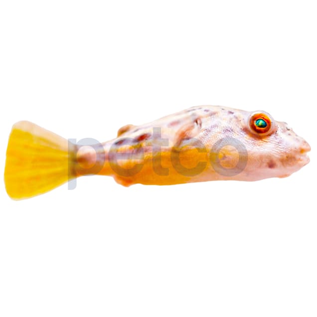 Fahaka Puffer For Sale