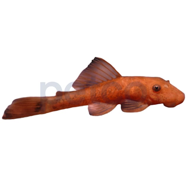 Super Red Bushy Nose Plecostomus For Sale