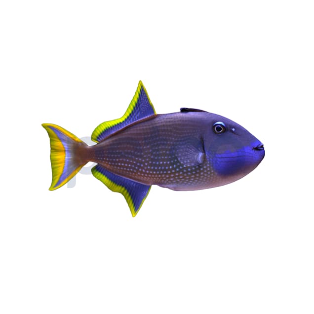 Blue shrimp petco hot sale
