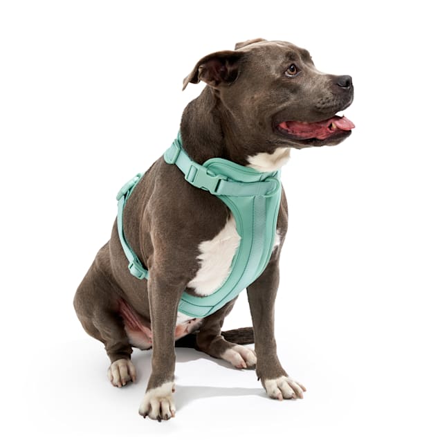 Petco harness online