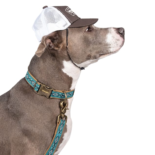 Petco dog accessories clearance