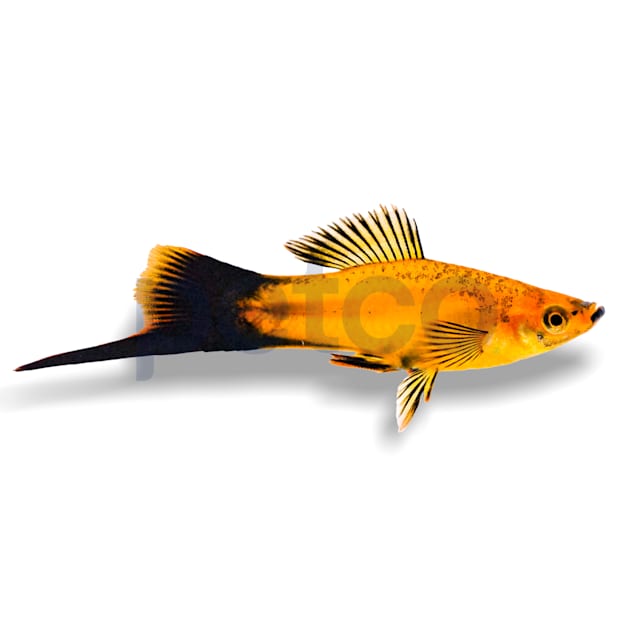 Marigold Wag Swordtail (Xiphophorus helleri) - Carousel image #1