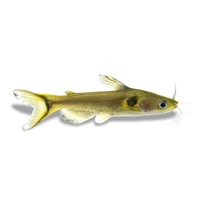Sun Catfish (Horabagrus brachysoma)