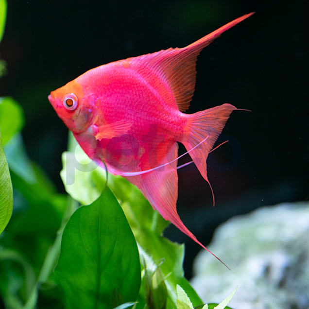 GloFish Starfire Red Angelfish (Pterophyllum scalare) Petco