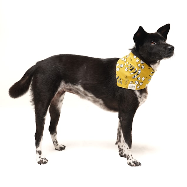 Petco dog bandana shop