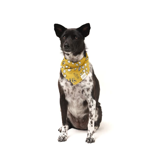 The Paws Goldie Dog Bandana, Small, Gold - Carousel image #1