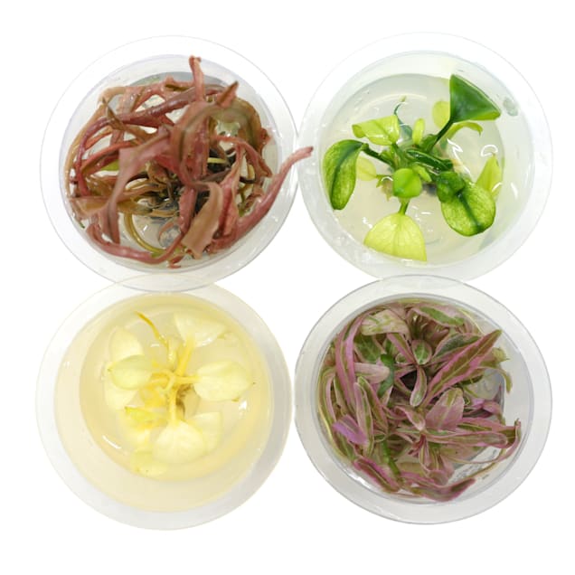 Mini 4 Pack TC Cups Collectors Edition | Petco