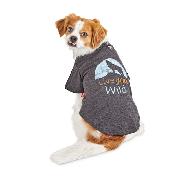 dog with shirt